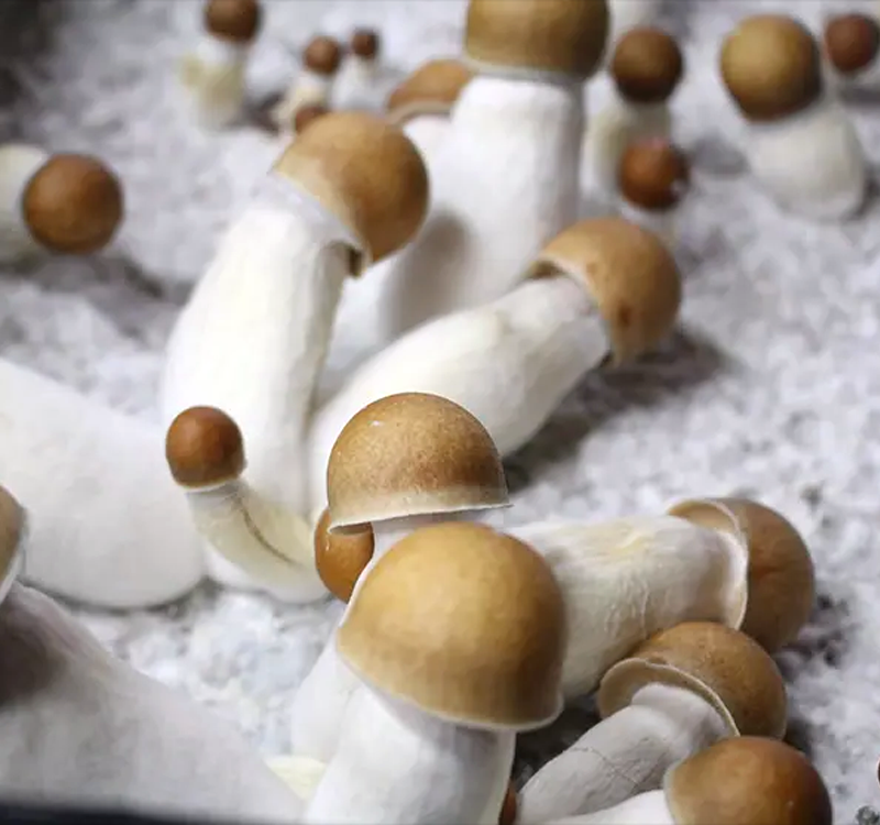 An overview of the effects and potency of APE mushrooms