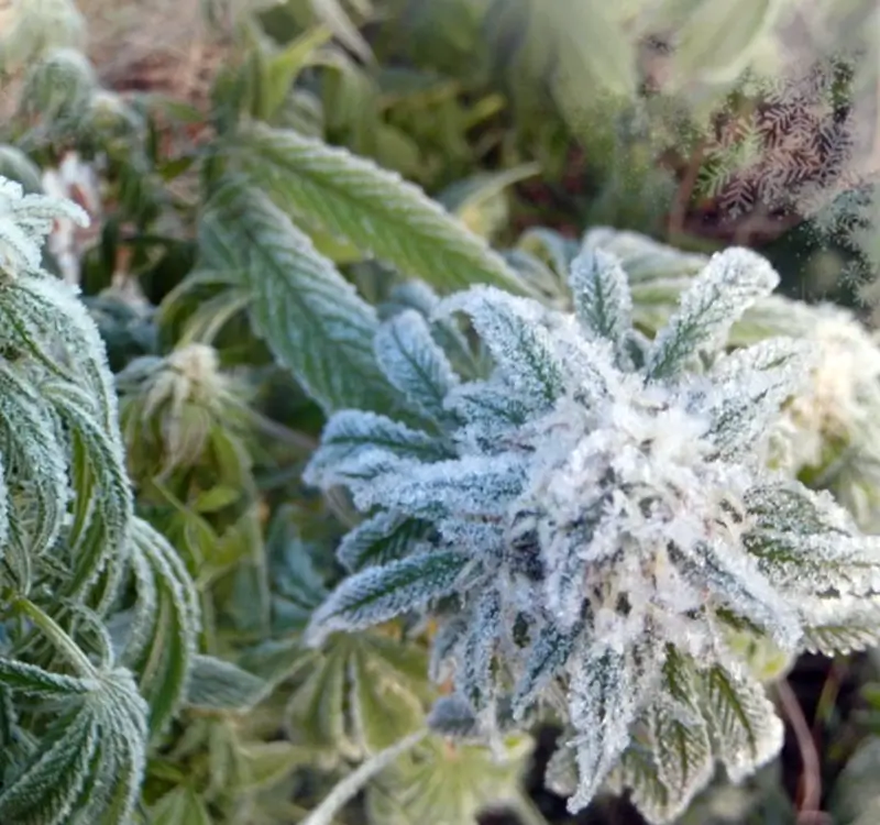 Cold-Weather Secrets Seasoned Cannabis