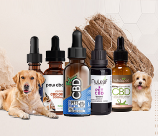 Best CBD Oil for Dogs With Anxiety