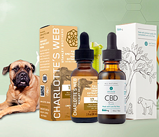 10 Best CBD Oil for Dogs with Cancer